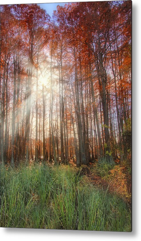 Autumn Metal Print featuring the photograph Autumn Cypress - Fall - Trees by Jason Politte