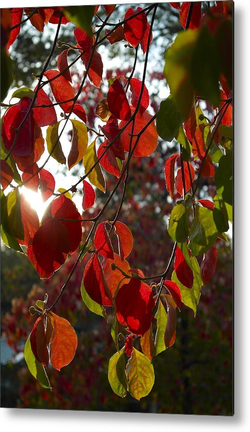 Cornus Metal Print featuring the photograph Autumn Dogwood in Evening Light by Michele Myers