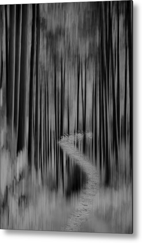 Forest Metal Print featuring the photograph Autumn Forest Abstract Version 2 by Thomas Young