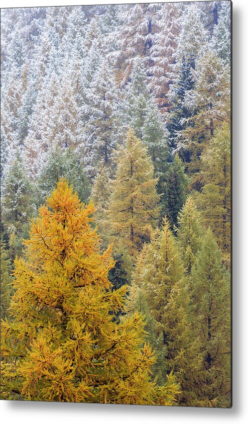 Heike Odermatt Metal Print featuring the photograph Autumn Larch Forest, Alps Switzerland by Heike Odermatt