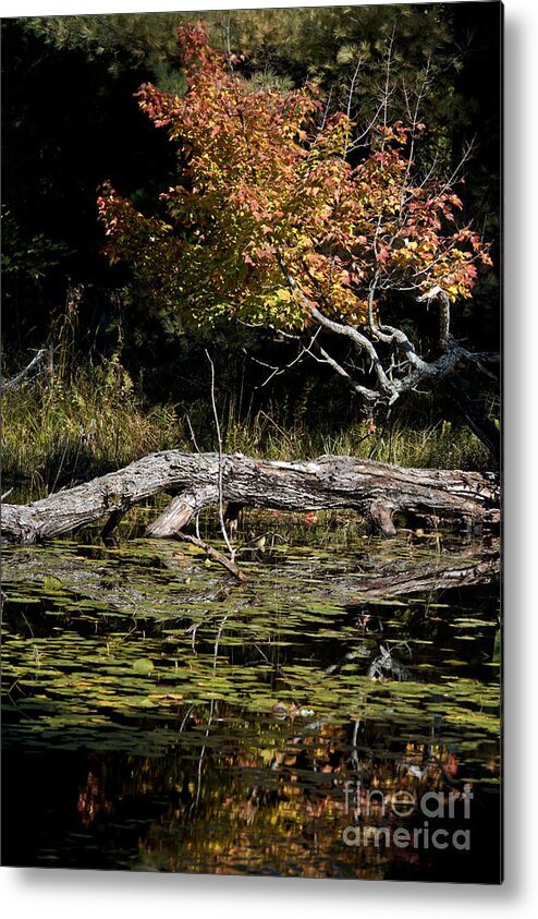  Metal Print featuring the photograph Autumn Swamp by Cheryl Baxter