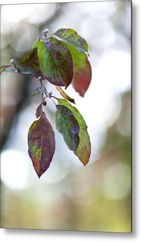 Forest Metal Print featuring the photograph Autumn Tones by Viola Jasko