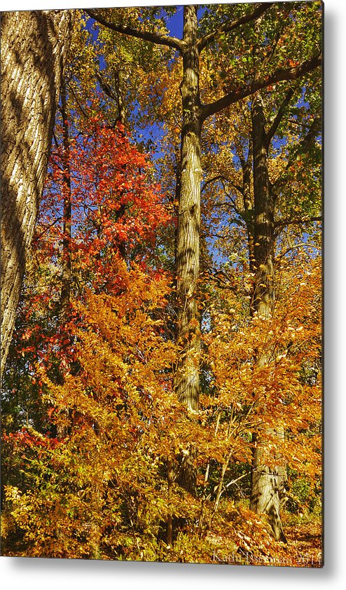 Autumn Metal Print featuring the photograph Autumn Trees by Kathi Isserman
