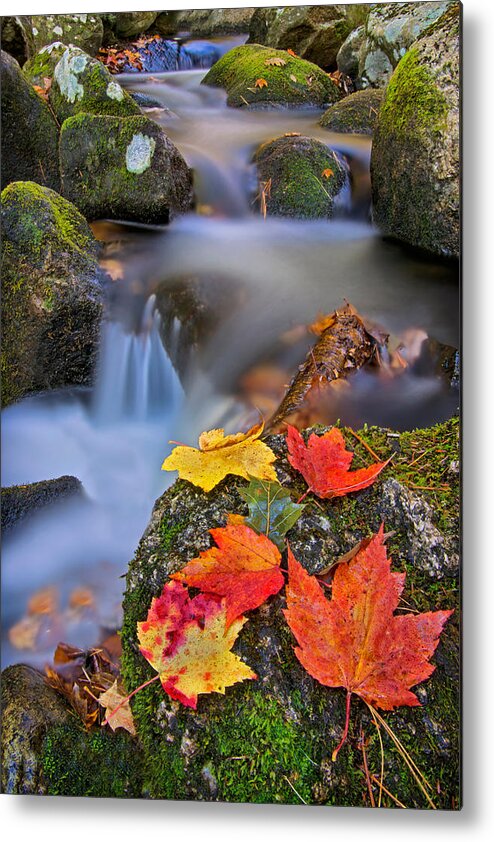 River Metal Print featuring the photograph Autumn's Song by Darylann Leonard Photography