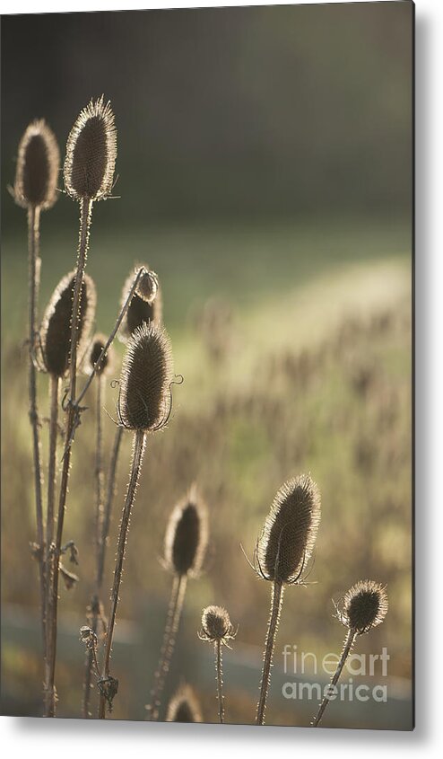Anne Gilbert Metal Print featuring the photograph Backlit Teasel by Anne Gilbert