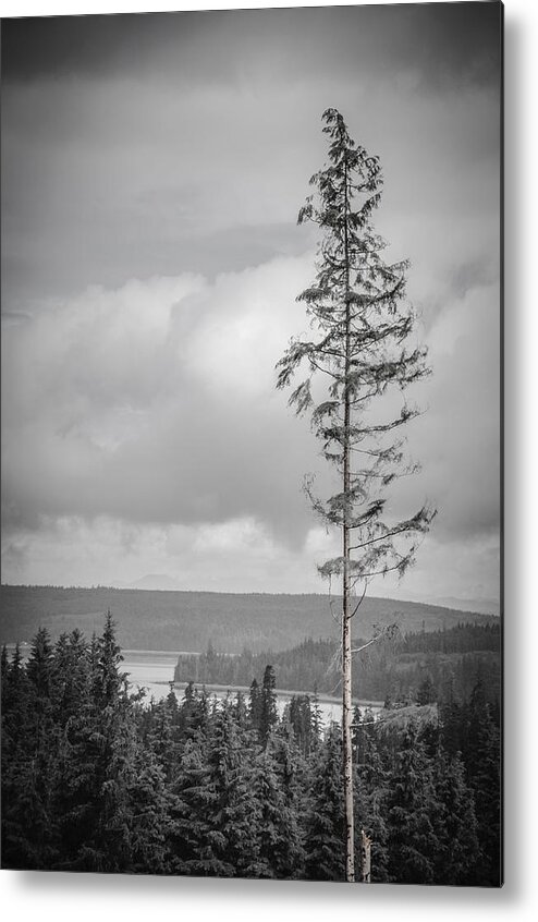 Black And White Metal Print featuring the photograph Tall Tree View by Roxy Hurtubise