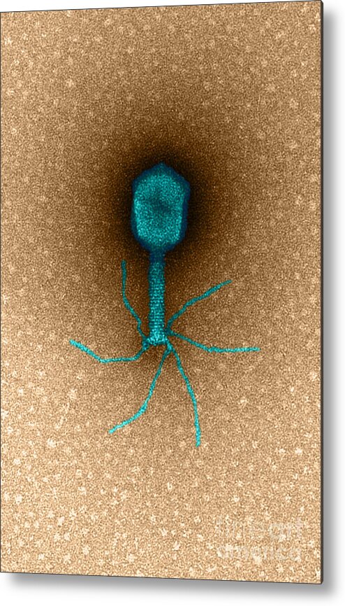 Medical Metal Print featuring the photograph TEM Bacteriophage T4 by Biophoto Associates