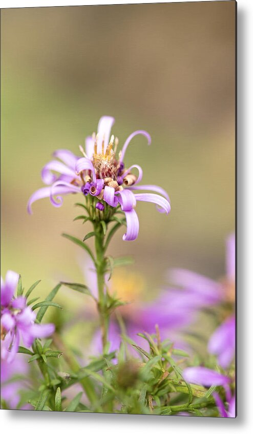 Flower Metal Print featuring the photograph Bad Hair Day by Sandra Parlow
