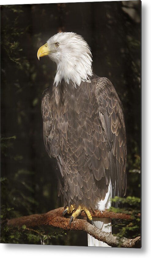 Animal Metal Print featuring the photograph Bald Eagle by Brian Cross