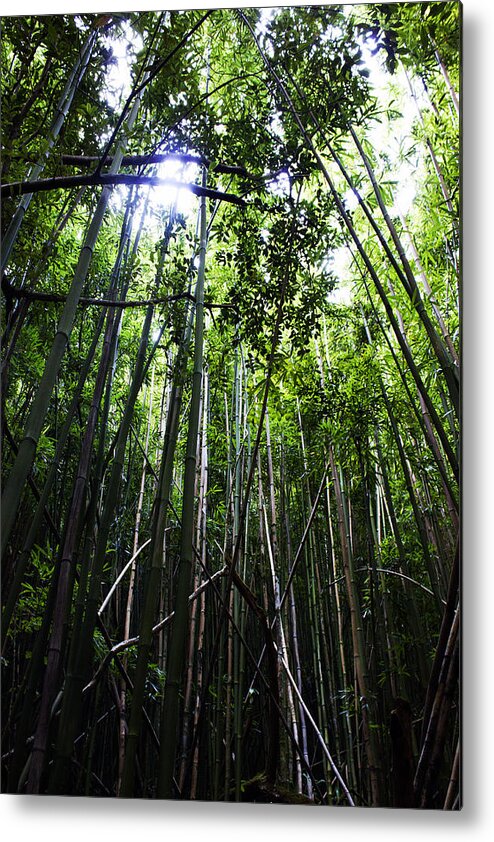 Bamboo Metal Print featuring the photograph Bamboo Anyone by Edward Hawkins II