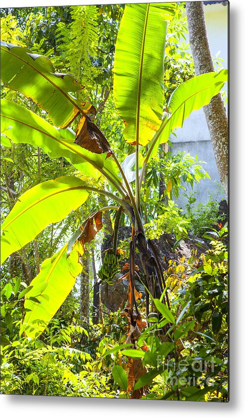 Banana Metal Print featuring the photograph Banana Palm Tree With Luminous Shine by Gina Koch