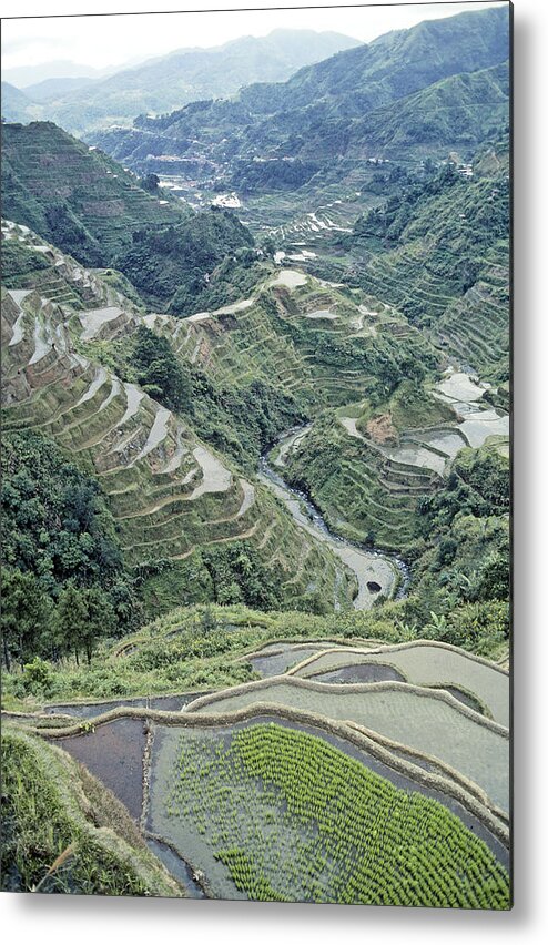 Agriculture Metal Print featuring the photograph Banaue Rice Terraces by F. Stuart Westmorland