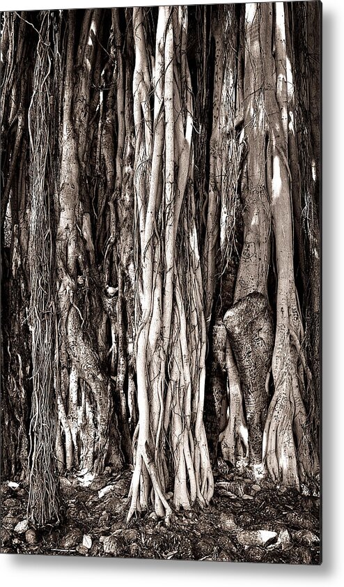 �jamesdavidphotos; Tree; Banyan; Root; Fuji S5pro; Lucisart; Fig; Aerial; Trunk; Dsf_5734; Rain Forest; Vegetation; Divine; Spirits; Vertical; Hawaii; Black And White; Garden; Jungle; Forest  Metal Print featuring the photograph Banyan Tree by James David Phenicie