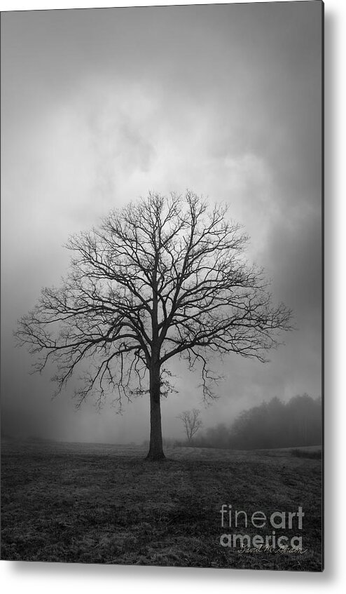 Tree Metal Print featuring the photograph Bare Tree And Clouds BW by David Gordon