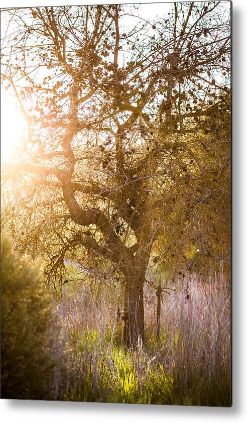 Bare Metal Print featuring the photograph Bare Tree by Mike Lee