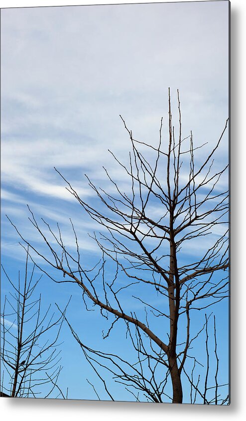 Tranquility Metal Print featuring the photograph Bare Trees Against A Partly Cloudy by David Mcglynn