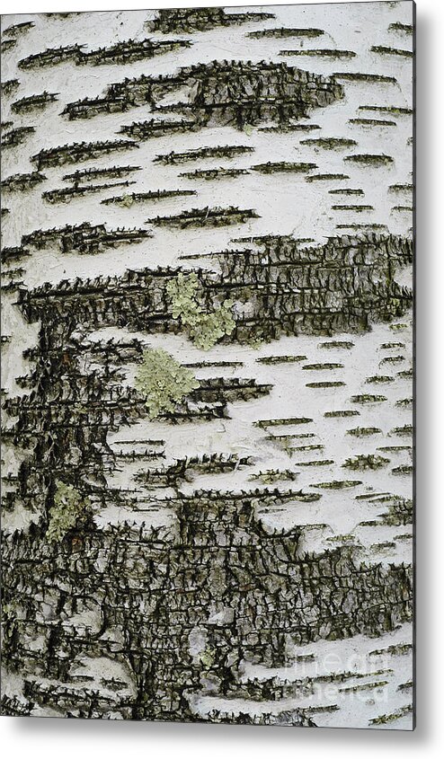 Bark Metal Print featuring the photograph Bark Of Paper Birch by Gregory G Dimijian