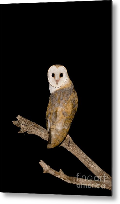 Alertness Metal Print featuring the photograph Barn Owl Tyto alba by Eyal Bartov