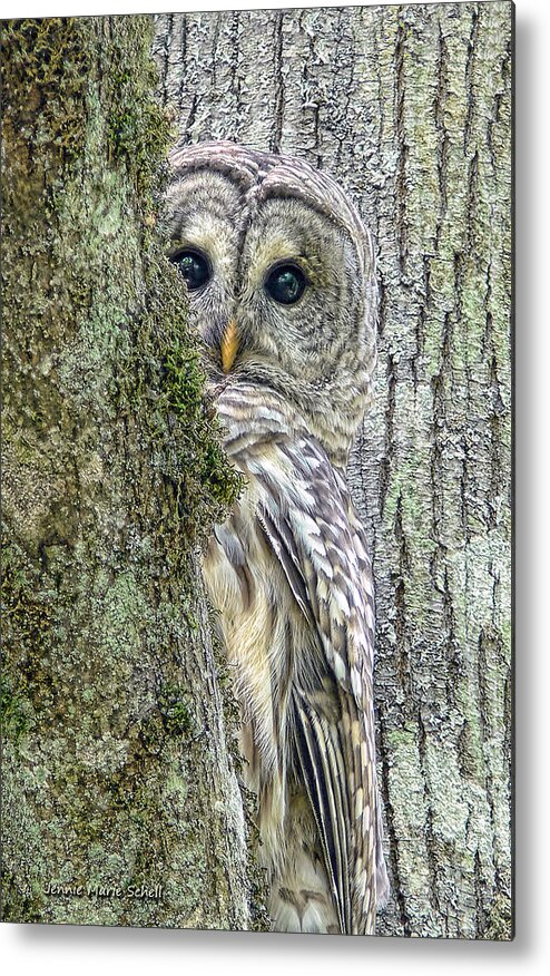 Owl Metal Print featuring the photograph Barred Owl Peek a Boo by Jennie Marie Schell