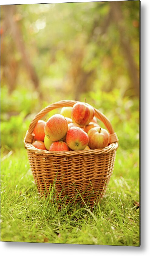 Grass Metal Print featuring the photograph Basket With Apples by Tatyana Tomsickova Photography