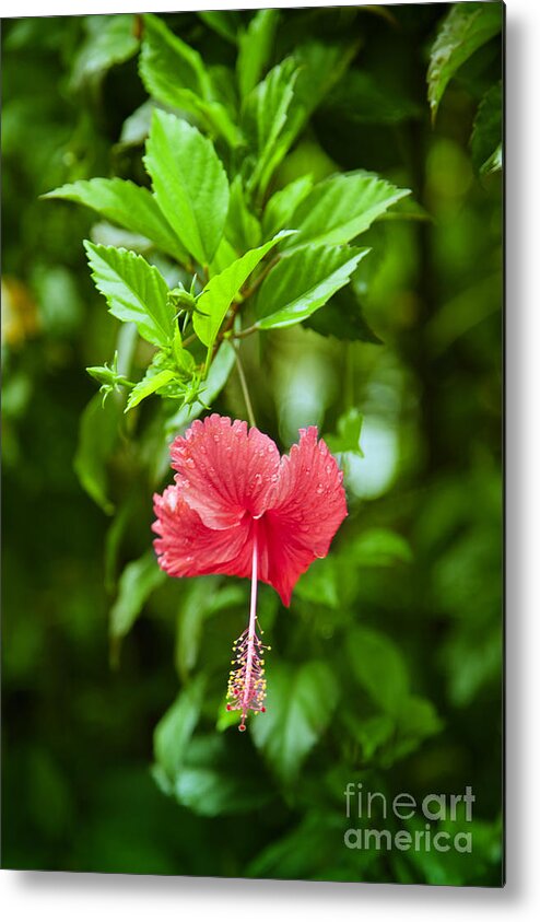 Exotic Metal Print featuring the photograph Beautiful Blossom by Gina Koch