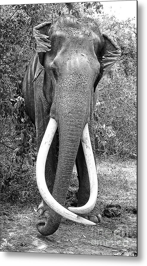 Elephant Metal Print featuring the photograph Beautiful Elephant Black And White 25 by Boon Mee