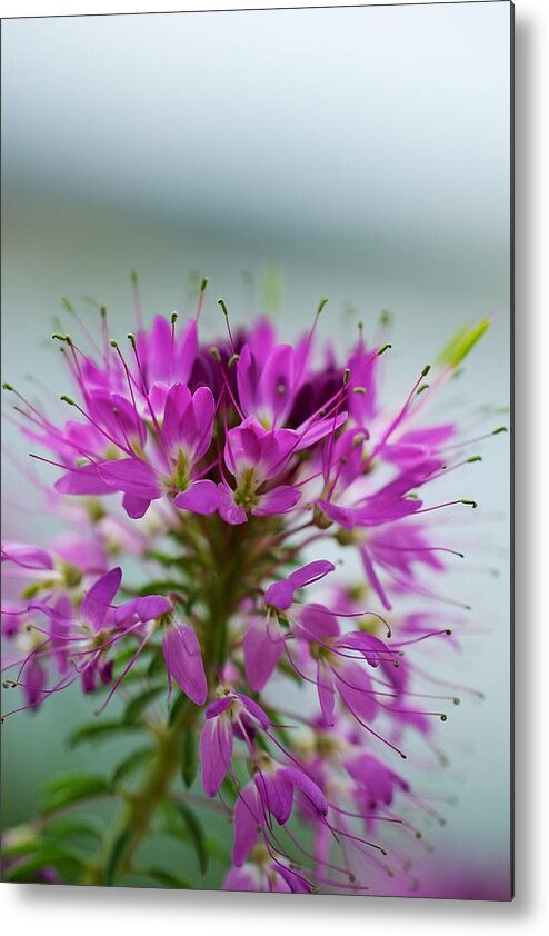  Montana Wild Flower Photographs Metal Print featuring the photograph Beautiful Morning by Kevin Bone