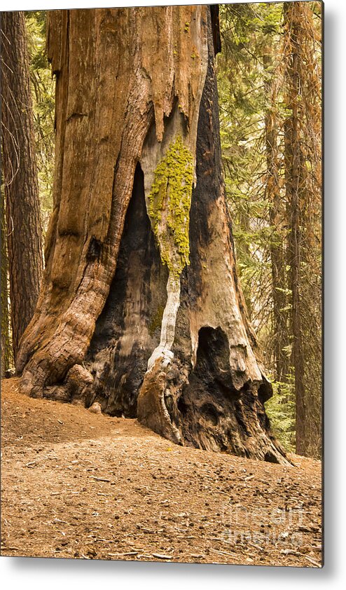 Giant Tree Trees Sequoia National Park California Parks Congress Trail Lightening Scar Burn Scars Odds And Ends Texture Textures Landscape Landscapes Metal Print featuring the photograph Beautifully Aged by Bob Phillips