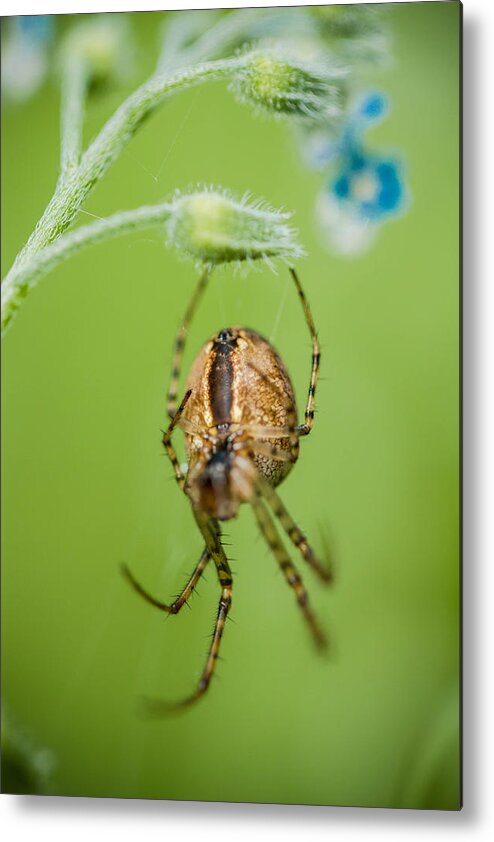 Spider Metal Print featuring the photograph Beauty and the Beast by Danielle Silveira