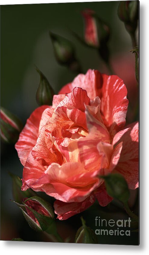 Grimaldi Rose Metal Print featuring the photograph Beauty Of Rose by Joy Watson