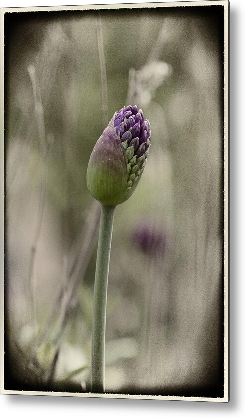 Corn Flower Metal Print featuring the photograph Beauty unfurls its arms.. by Russell Styles
