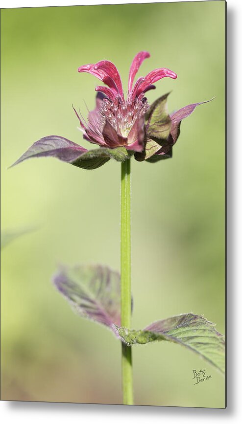 Gardens Metal Print featuring the photograph Bee Balm - Fireworks by Mother Nature by Betty Denise