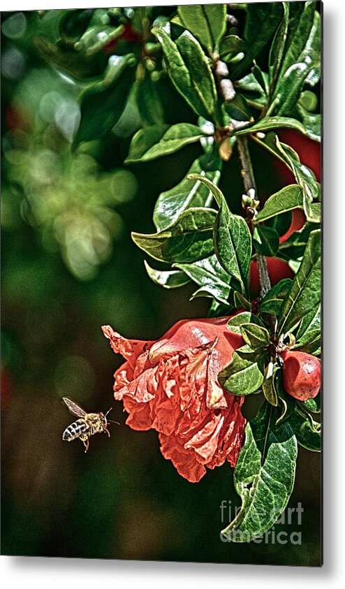 Bees Metal Print featuring the photograph Beeing There by Ken Williams
