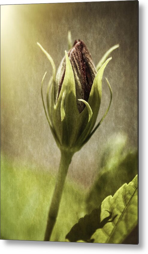 Rose Metal Print featuring the photograph Before Full Bloom by Carolyn Marshall