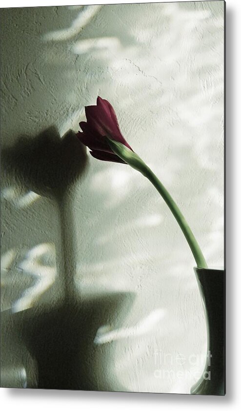 Flower Metal Print featuring the photograph Belle Ombre by Patricia Strand