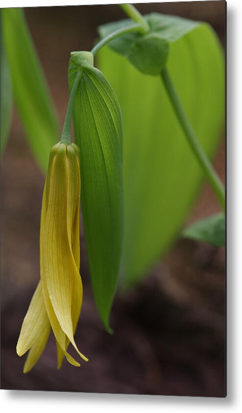 Bellwort Metal Print featuring the photograph Bellwort Or Uvularia grandiflora by Daniel Reed
