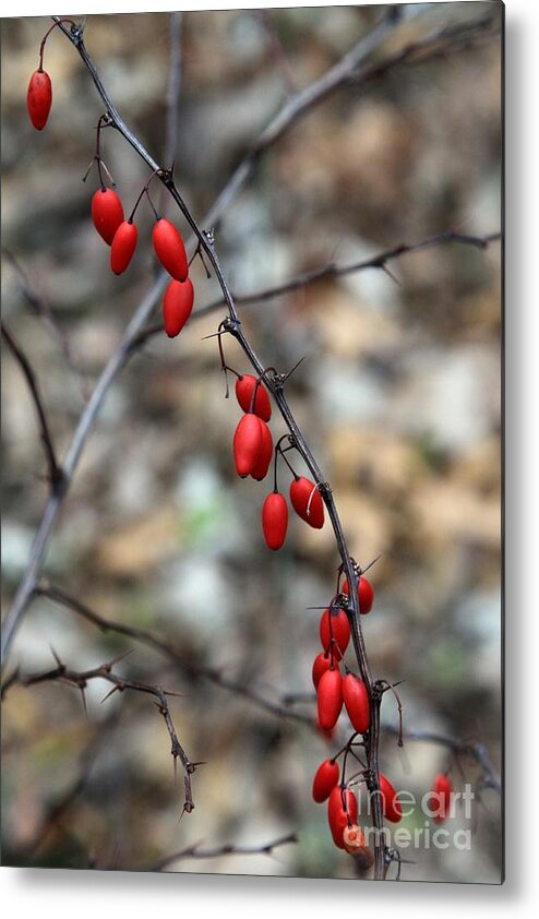 Red Metal Print featuring the photograph Berries by Rick Rauzi