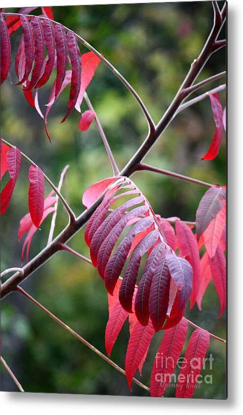 Colored Leaves Metal Print featuring the photograph Best Red Dress Art Print by Penny Hunt by Penny Hunt