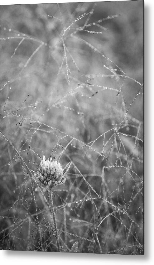 Bewitched Metal Print featuring the photograph Bewitched II by Alan Norsworthy