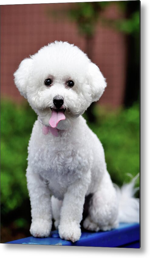 Pets Metal Print featuring the photograph Bichon Frise by Pai-shih Lee