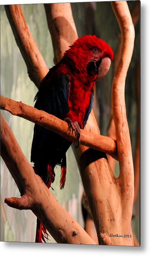 Zoo Metal Print featuring the photograph Big Red by Dick Botkin