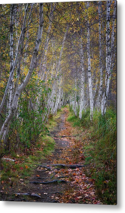 #acadia#fall#colors#landscape#maine#acadianationalpark#birchtree Metal Print featuring the photograph Birch Series no. 4 by Darylann Leonard Photography