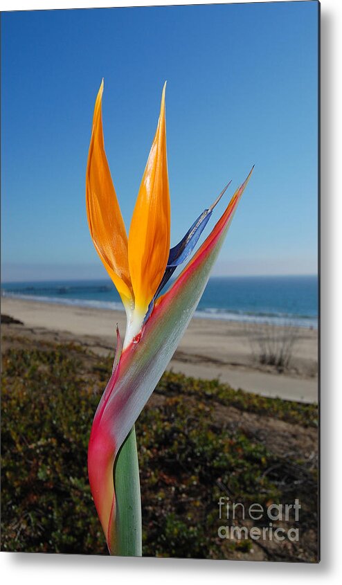 Bird Of Paradise Metal Print featuring the photograph Bird of Paradise at Pismo Beach by Debra Thompson