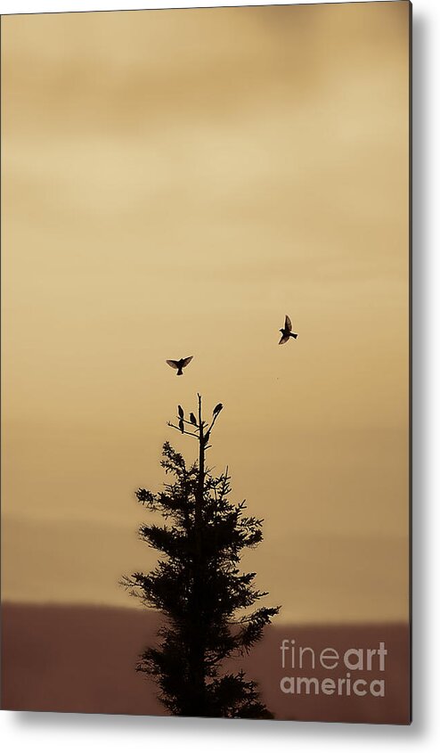 Birds Metal Print featuring the photograph birds flying and landing in tree Dolly Sods by Dan Friend