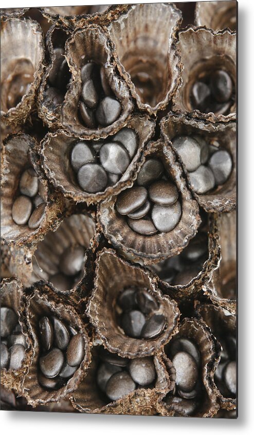 Feb0514 Metal Print featuring the photograph Birds Nest Fungus Spores Sarawak Borneo by Ch'ien Lee