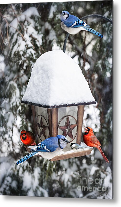 Birds Metal Print featuring the photograph Birds on bird feeder in winter by Elena Elisseeva