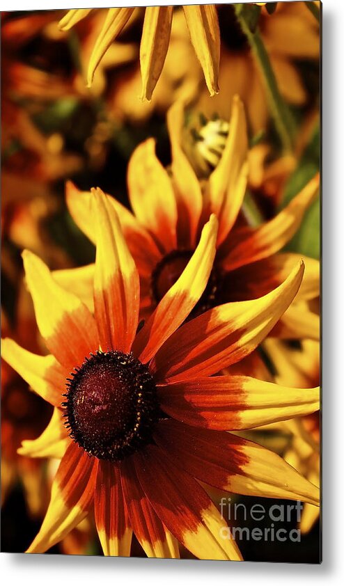 Flowers Metal Print featuring the photograph Black Eyed Susan by Linda Bianic