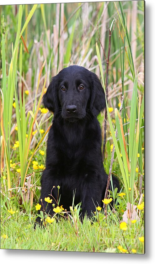 Black flat best sale coat retriever puppy