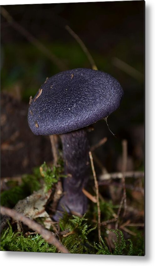 Black Mushroom Metal Print featuring the photograph Black Mushroom by Laureen Murtha Menzl