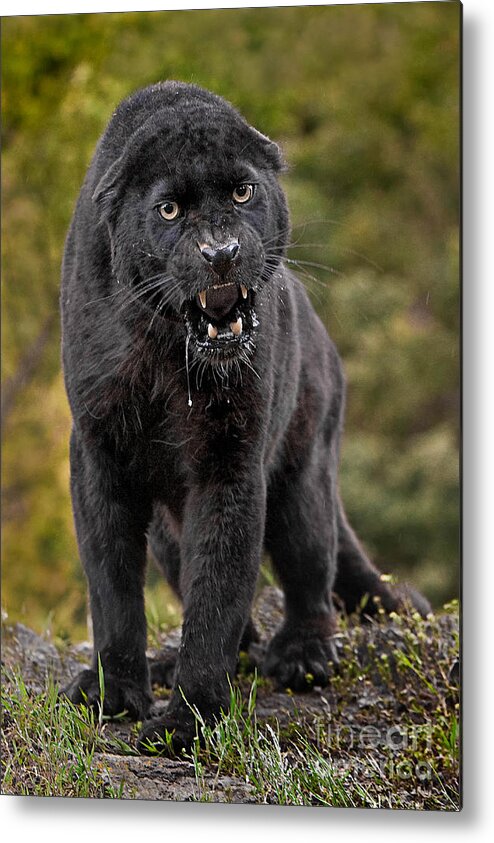 Black Panther Metal Print featuring the photograph Black Panther by Jerry Fornarotto